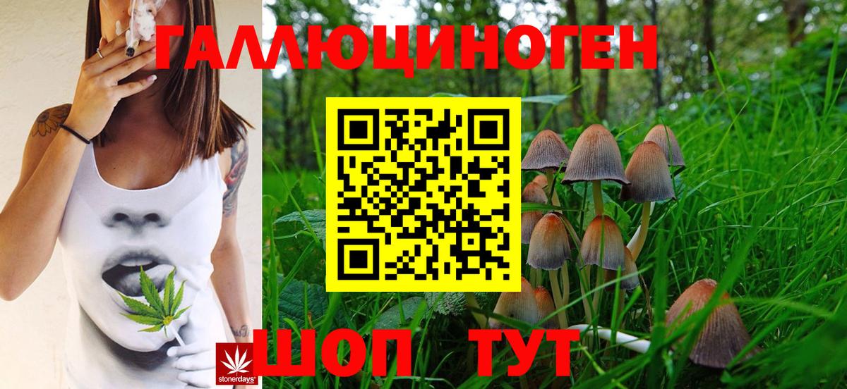 Дивногорск  Псилоцибиновые грибы Cubensis  Вход с VPN 